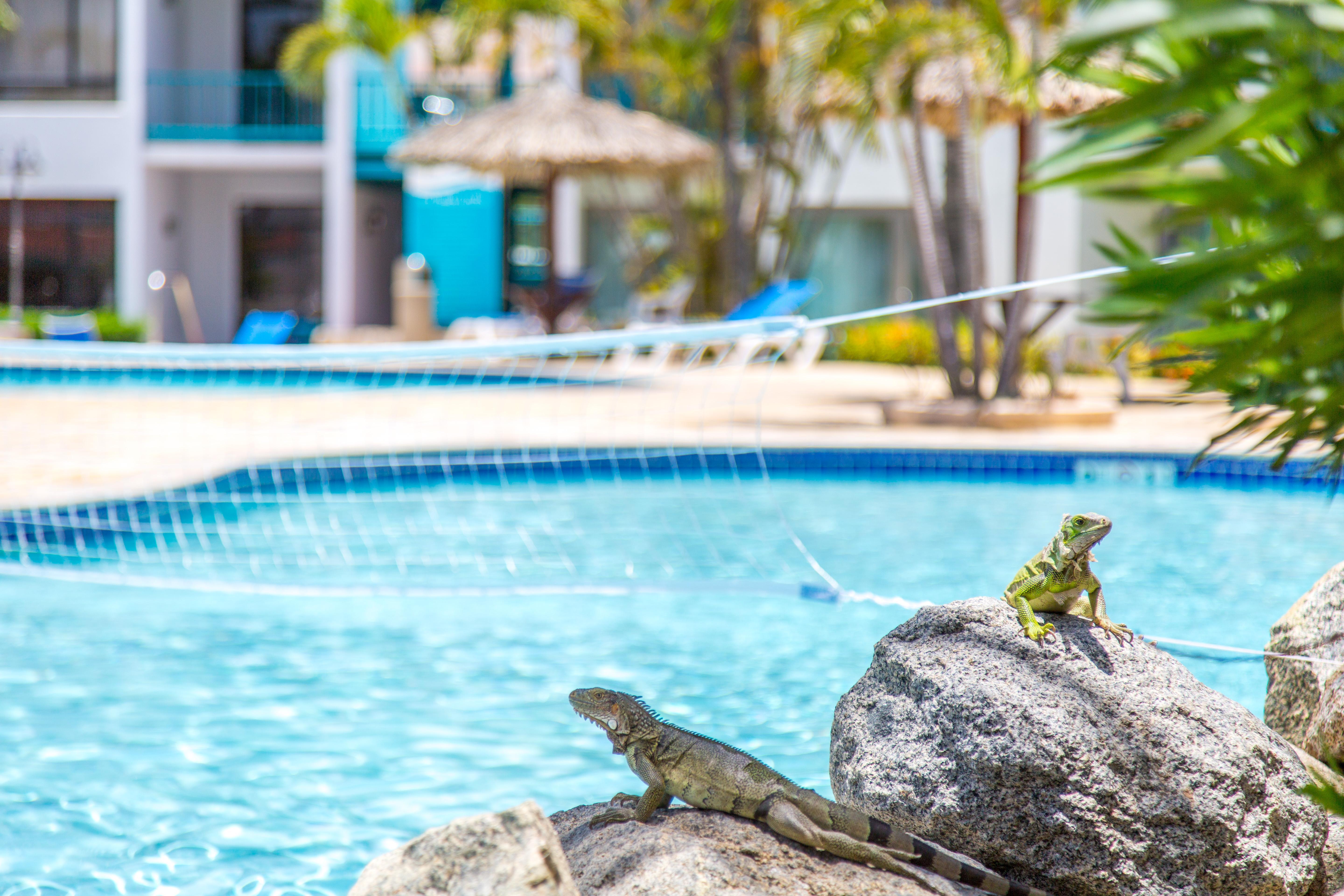 Courtyard By Marriott Aruba Resort Palm Beach Exterior photo